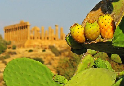 Agenzia/operatore Turistico Campeggiatori Sicilia Gruppo Sole Amico